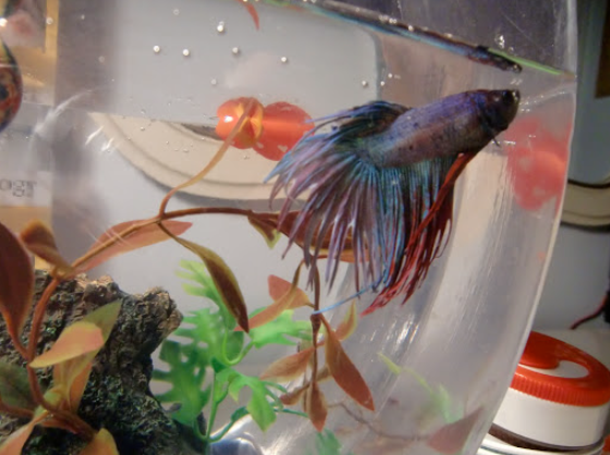 A male crowntail