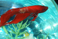 Betta Fish Bacterial Infections
