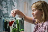 How Much Should You Feed Betta Fish